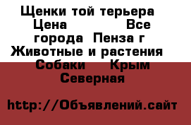 Щенки той терьера › Цена ­ 10 000 - Все города, Пенза г. Животные и растения » Собаки   . Крым,Северная